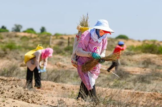 治沙人員在毛烏素沙漠栽種檸條。（王正 攝）.webp